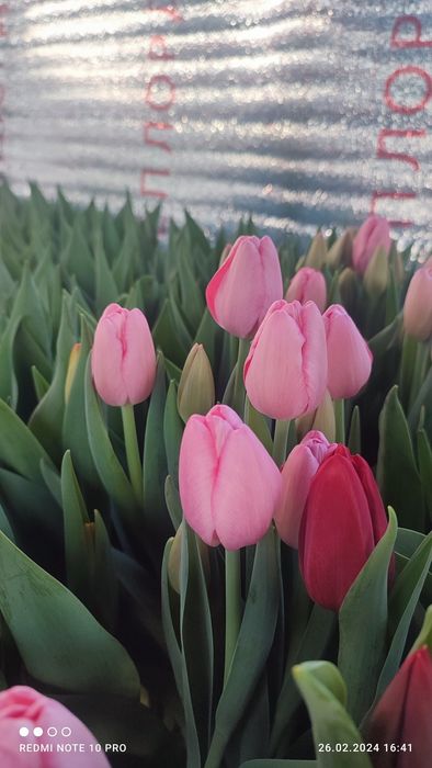 Голландские Тюльпаны к 8 Марта !!!