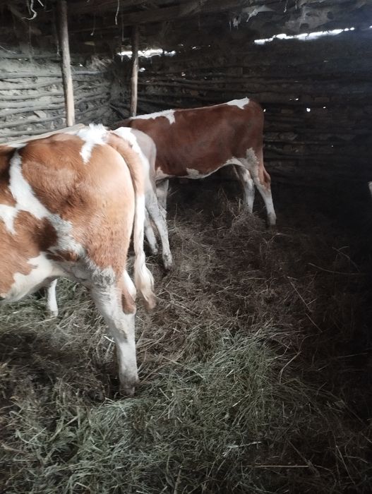 De vânzare 16 vitei 11taurasi și 5vitele detalii despre acest ea la Nr de tel 0774423055