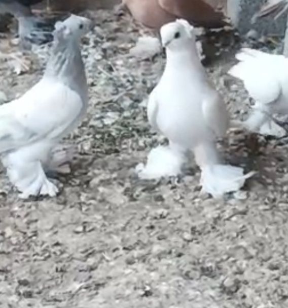 Продается голуби