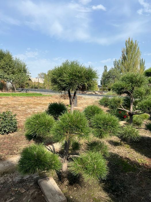 Продам елки, туи , цветы