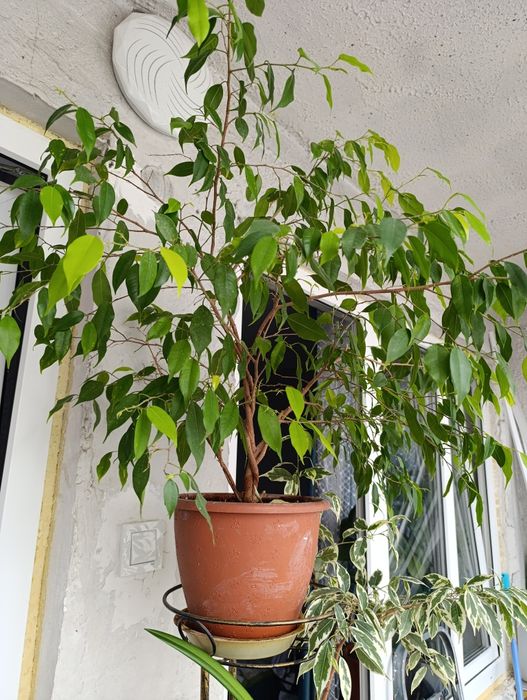 Комнатные цветы        .