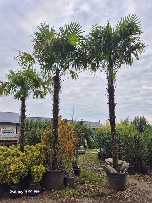 Iarba de pampas  bambus