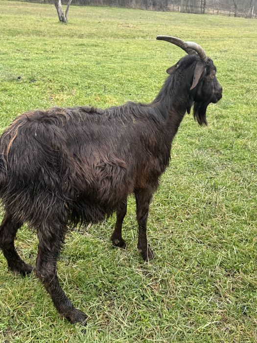 Capre gestante de vanzare