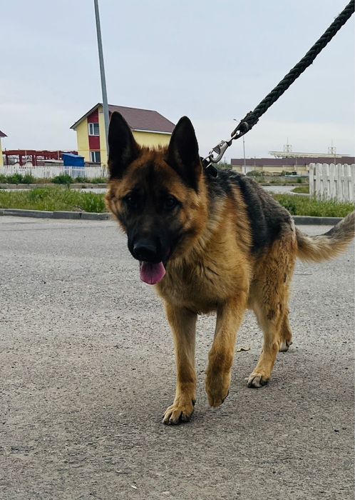 Немецски овчарка