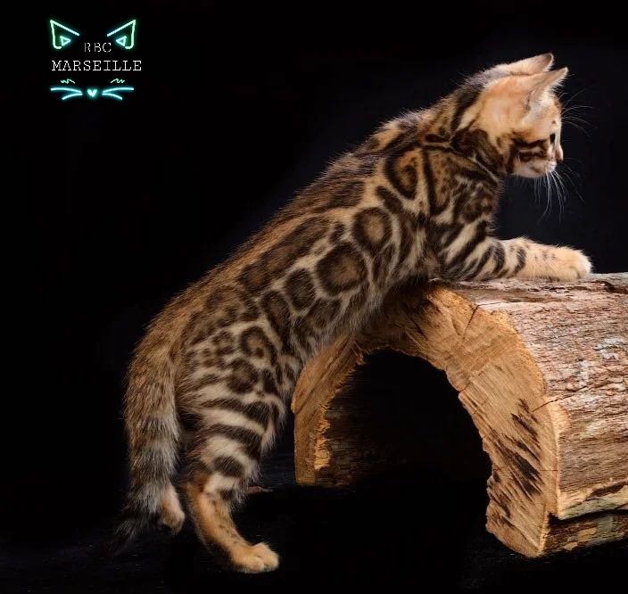 Бенгалы,- Бенгалы .,- Бенгалы. Котята!