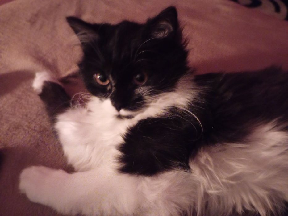 кошка котенок девочка