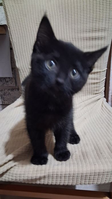 Кошечка котенок в хорошие руки