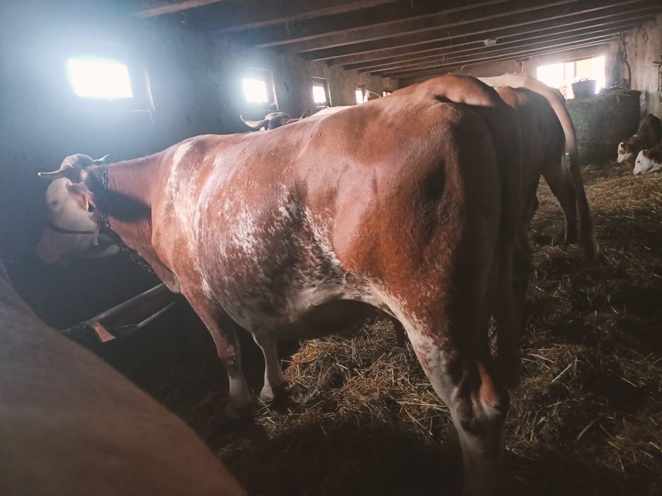 Vand vaca baltata romaneasca