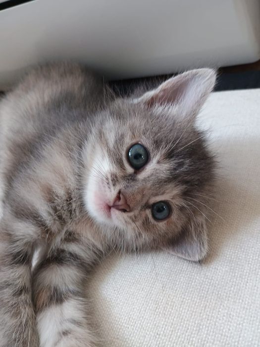 Отдам котят бесплатно