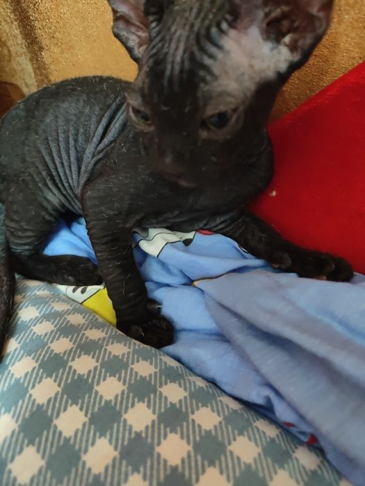 Котенок сфинкс донской