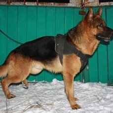 Щенки немецкой овчарки