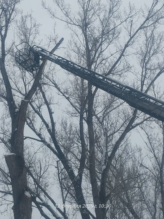 Спил деревьев обрезка плодовых деревьев