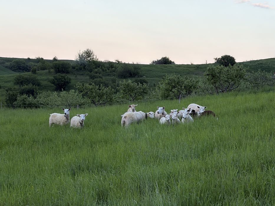 Oi/miei metis texel