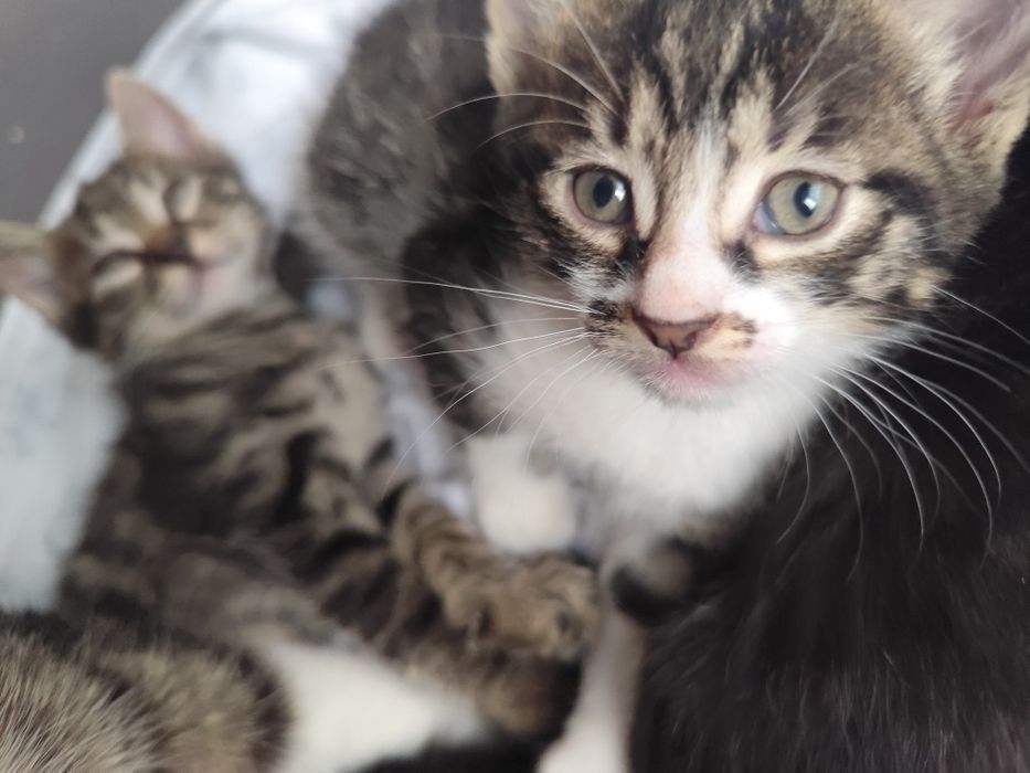 подарявам котенца на 1 месец