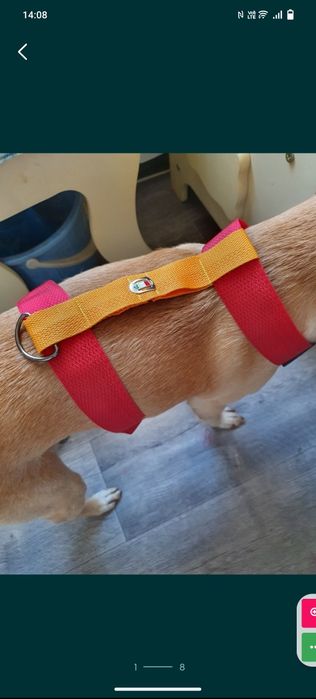 Ошейники и шлейки для собак