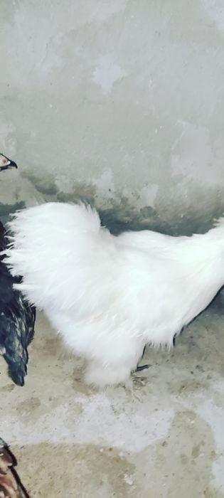 Cocosi de Matasevand sau  schimb