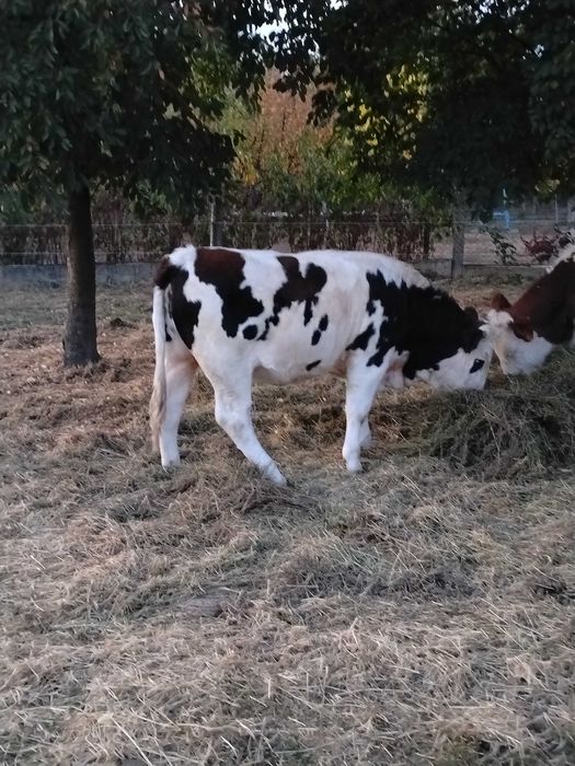 Două juninci de vânzare