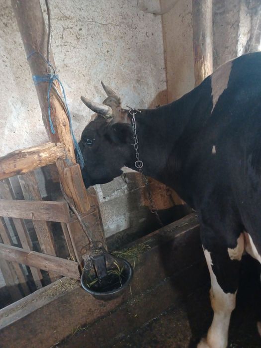 Продавам бременна крава