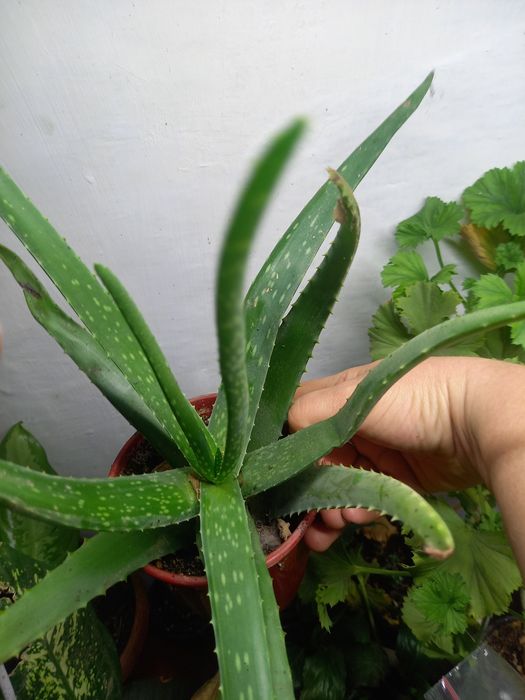 Продам комнатные растения