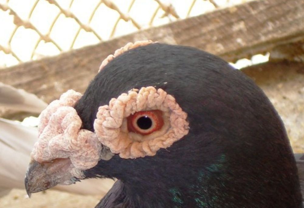 Голуби драконы .