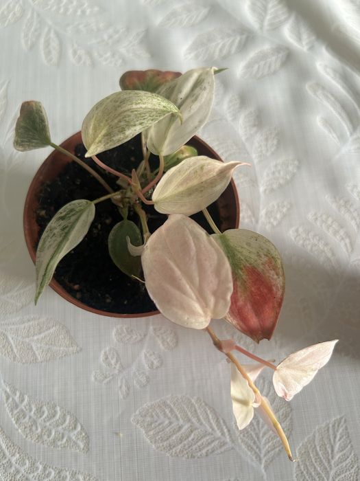 Продам филодендрон миканс варегат