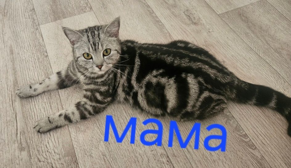 Продам очаровательные британские малыши