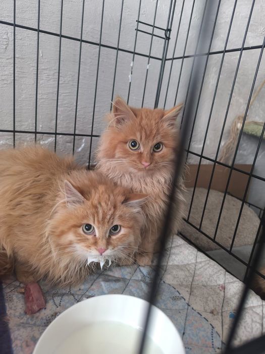 Кошечки в самые лучшие ручки