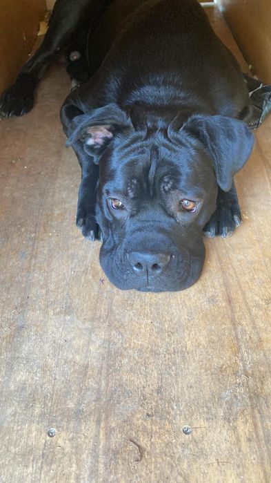 Кане корсо чистокровный кровей