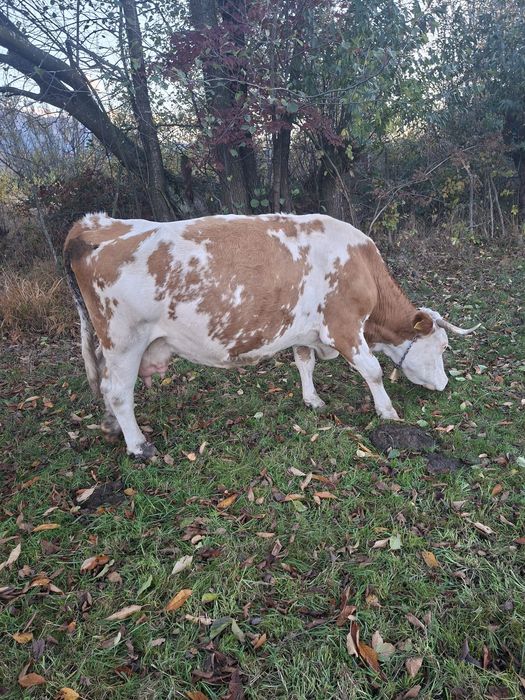 Vaca baltă de vânzare
