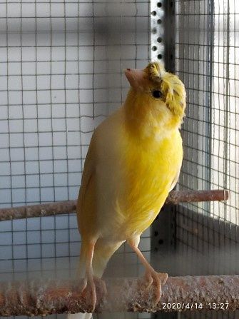 Шикарно поющие кенары