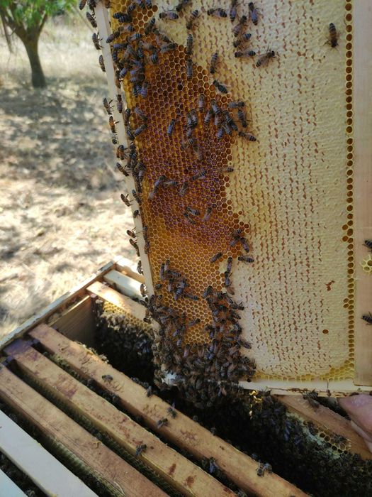 Miere naturala, neprocesata chimic sau termic, fara antibiotice, 2025