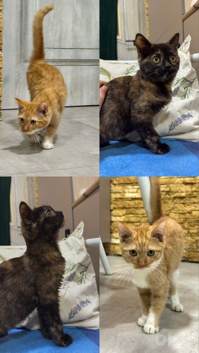 Отдаю котят в ответственные руки