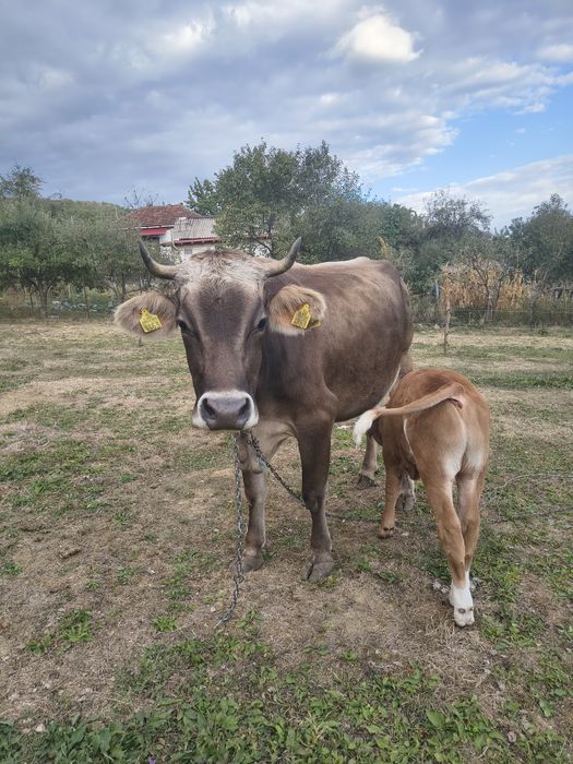 Vând vaca cu vițel