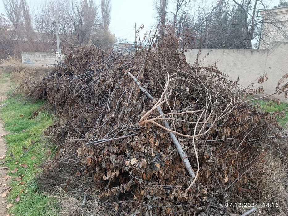 Утин (Дрова, Oʻtin) сотамиз, мевали дарахтларники.