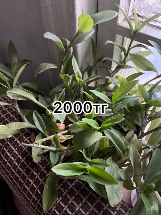 Продам цветы …….