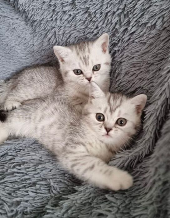 Шотландские котята серебро шиншилла!