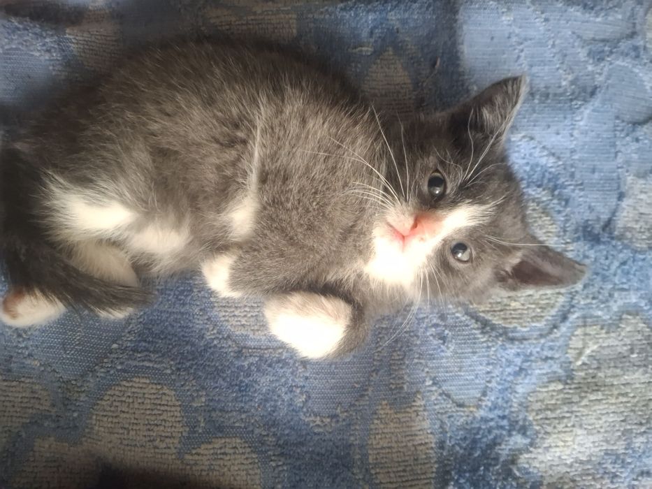 кот и кошка даром