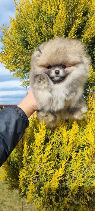 Померан померанче