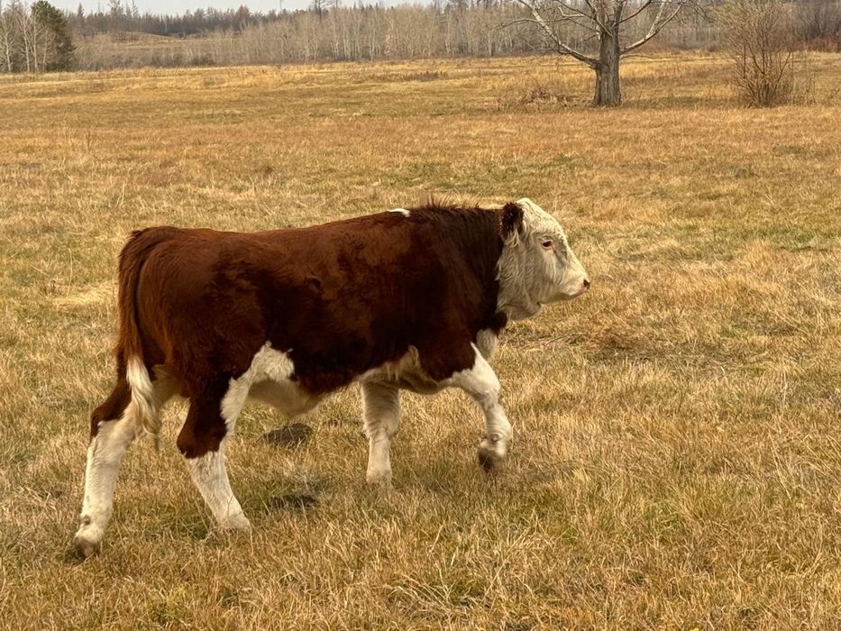 Продам подсос бычка