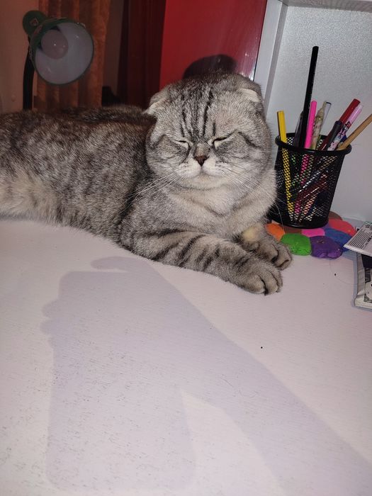 Скоттиш фолд Кот серий цвет продаю