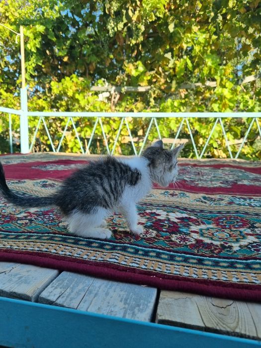 Котенок бесплатно
