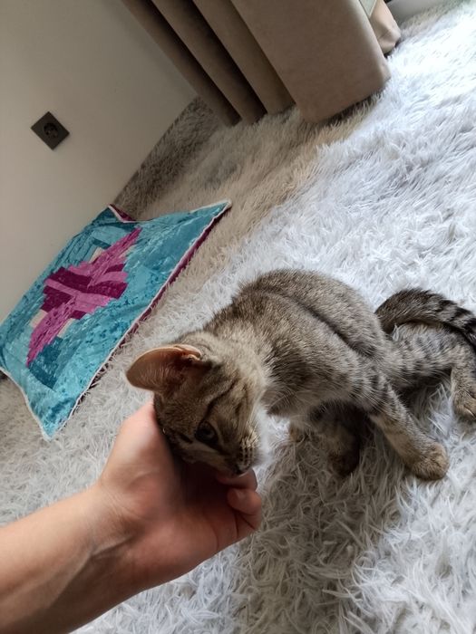:D Тегін мысық алыңыз! / Отдам кошкy даром!