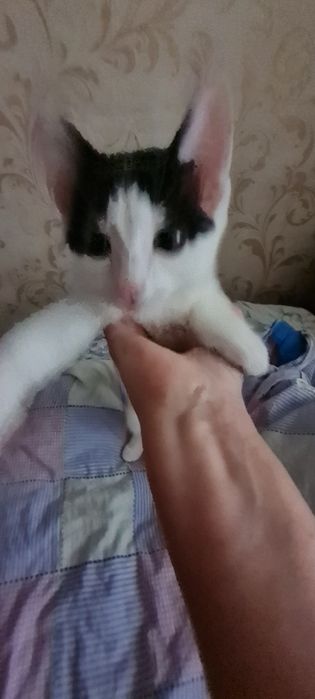Отдам в добрые руки котенка девочку,