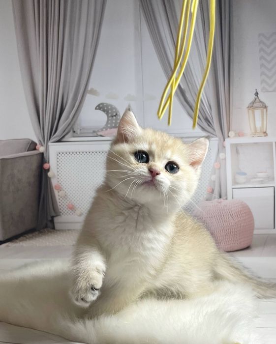 Чистокровные золотые шиншиллы