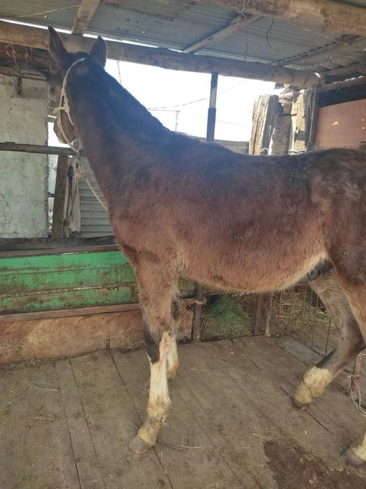 Тай сатылады‼️‼️