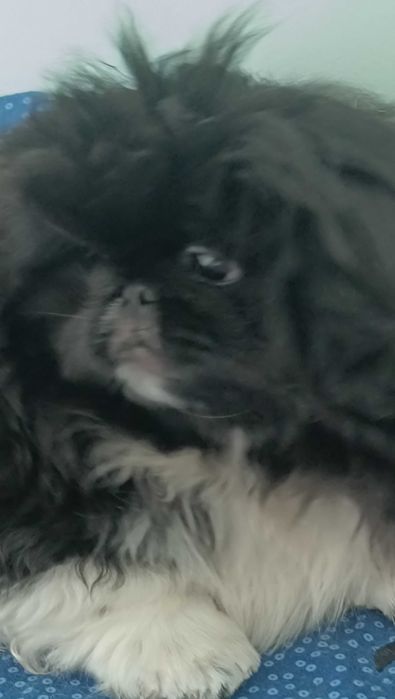 Продам щенков пекинеса мальчика