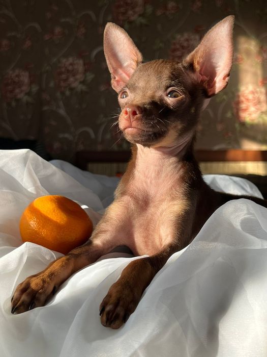 Кобели для вязки русского тоя