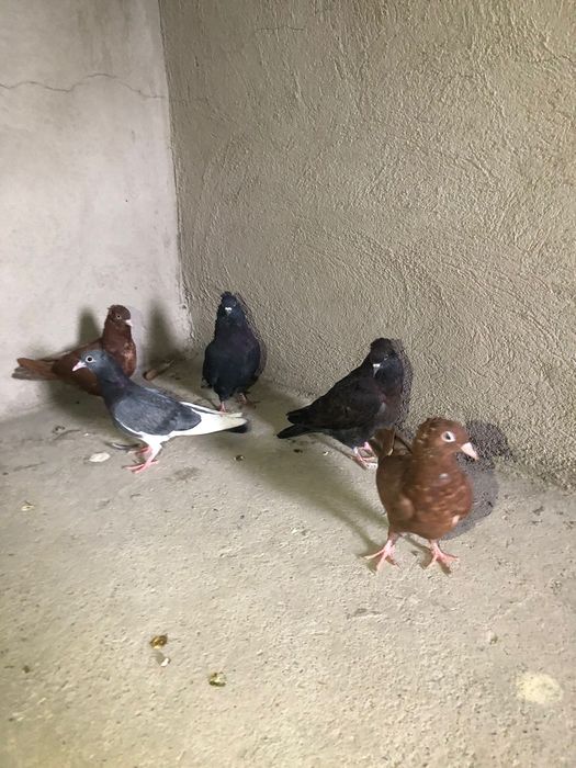 Голуб 2.000 голуби кептер