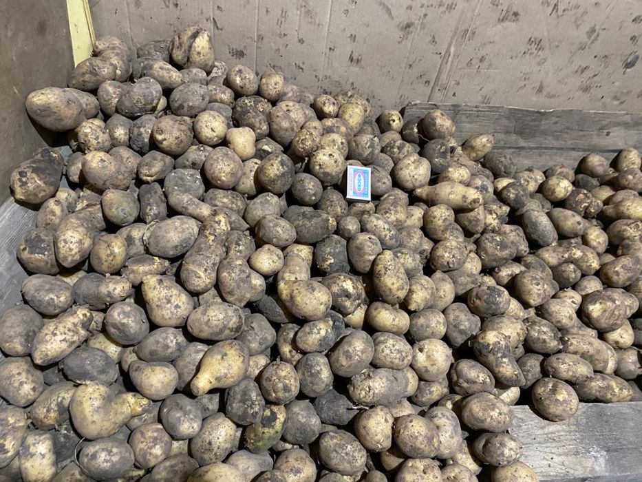 Продам мелкий картофель