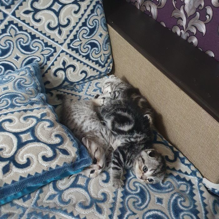 Шотландские котята